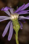 Georgia aster